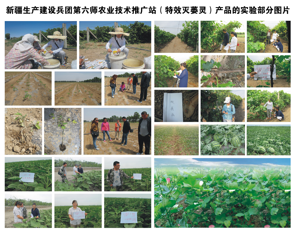 新疆生產(chǎn)建設(shè)兵團(tuán)第六師農(nóng)業(yè)技術(shù)推廣站（產(chǎn)品的實驗部分圖片