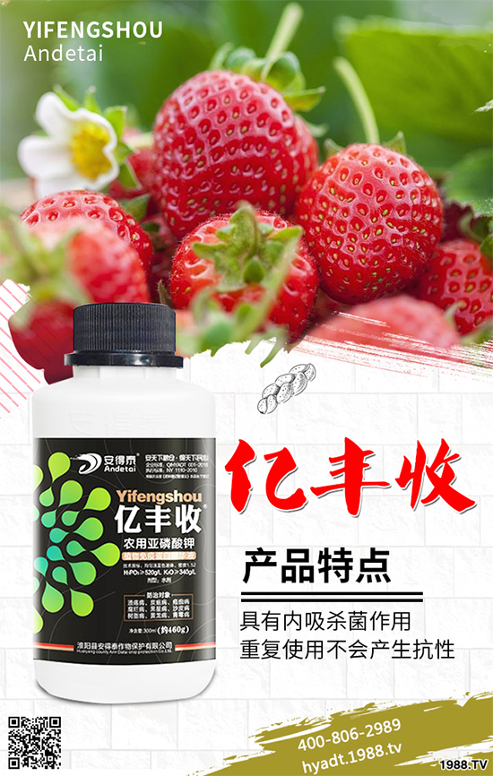 香菜如何施肥產(chǎn)量更高？秋茬香蔥高產(chǎn)施肥方案