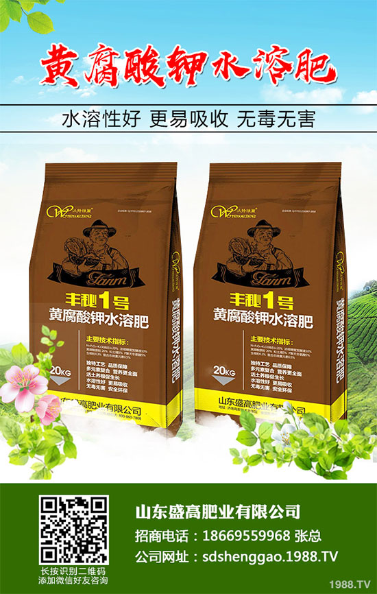 小白菜什么時候種植？小白菜高產(chǎn)種植技術