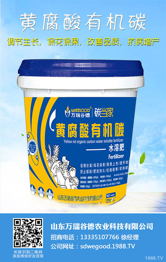 小白菜什么時候種植？小白菜高產(chǎn)種植技術