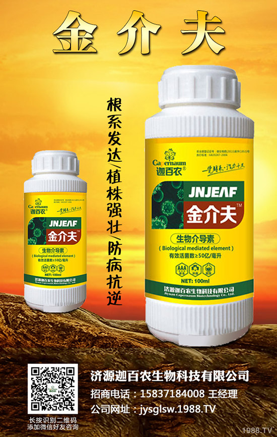 生姜得了莖基腐病怎么辦？生姜莖基腐病的診斷與防治！