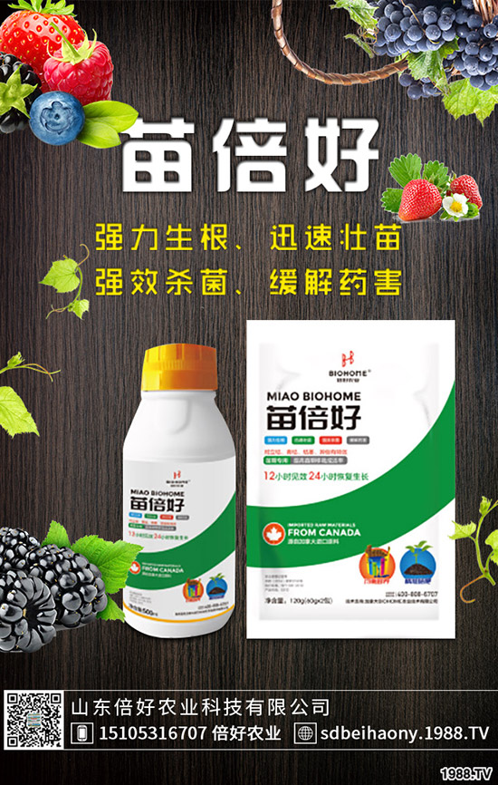 小麥播種后不出苗或苗弱的原因，如何提高小麥出苗率?