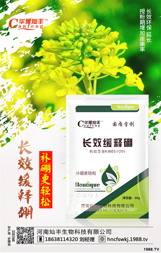 甘藍(lán)立枯病來襲，到底該如何防治？甘藍(lán)立枯病防治措施