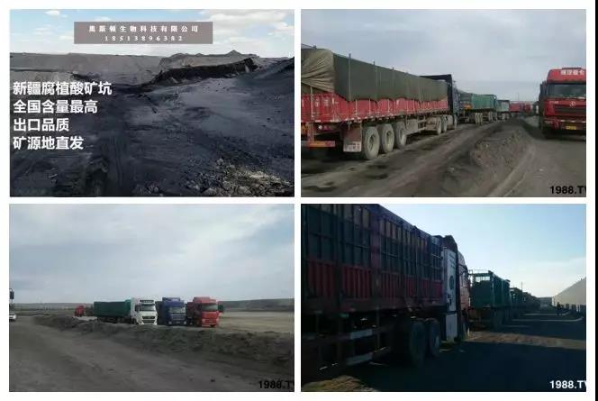 礦源黃腐酸鉀——精品肥！1公斤=8噸有機肥！新疆源頭直發(fā)?。?！