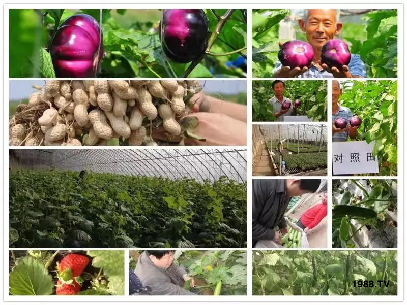 礦源黃腐酸鉀——精品肥！1公斤=8噸有機肥！新疆源頭直發(fā)?。?！