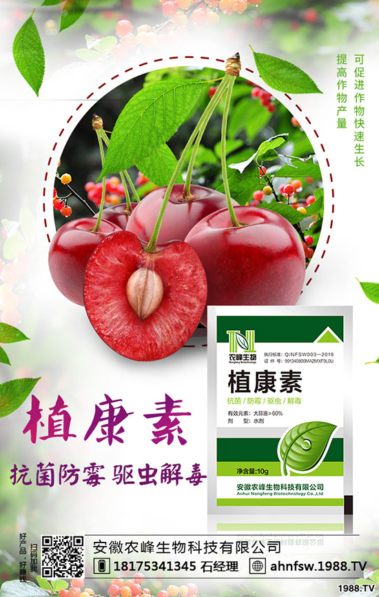 當(dāng)歸怎么種植，當(dāng)歸種植效益及栽培技術(shù)！