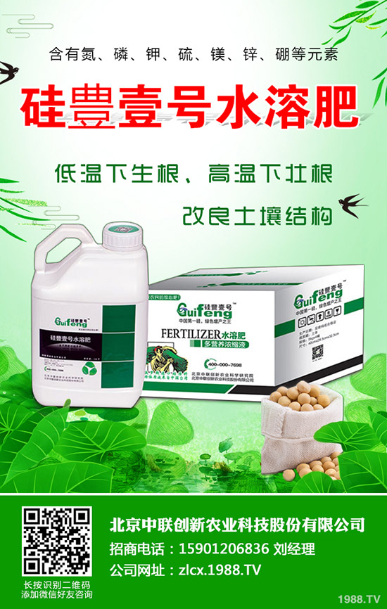 辣椒的種植要點有哪些，辣椒地膜覆蓋栽培技術！