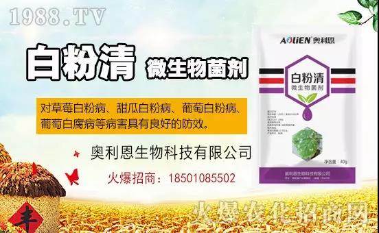 白粉病“反復(fù)難纏”？ 記住這個(gè)藥，高效防治白粉病，鏟除！