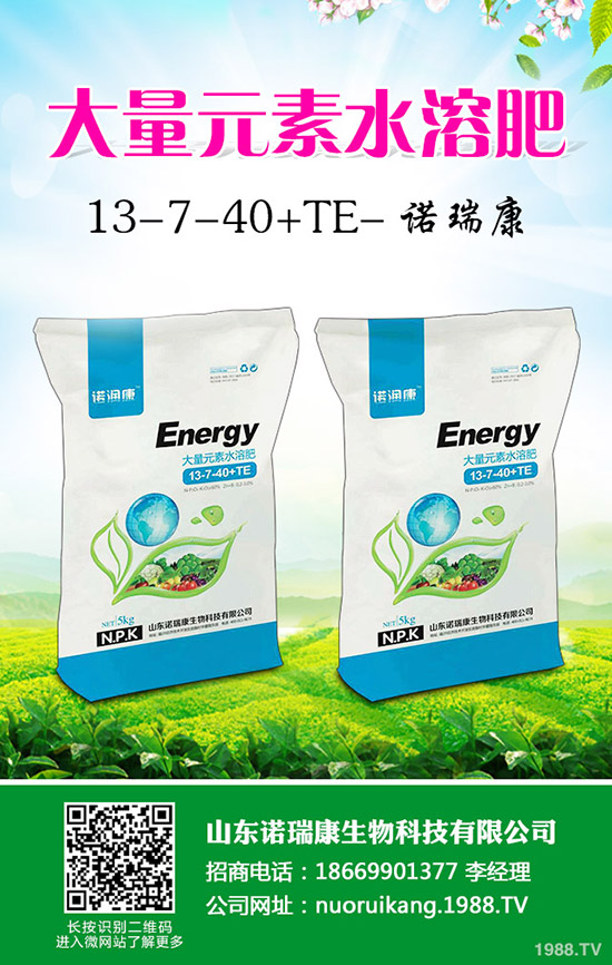     奶油草莓如何種植？奶油草莓種植時間及管理方法技術！1-(1753)