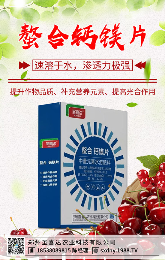 洋薊為什么這么受人歡迎？洋薊的市場行情分析