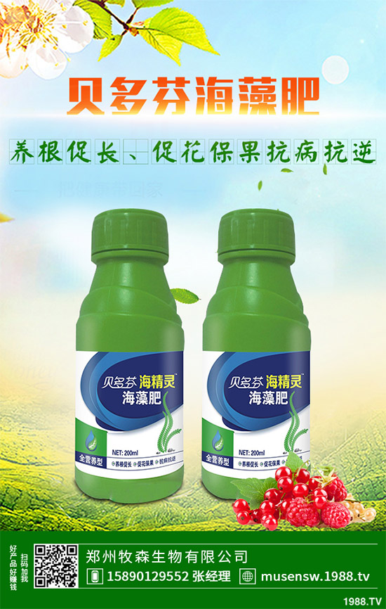 洋薊為什么這么受人歡迎？洋薊的市場行情分析