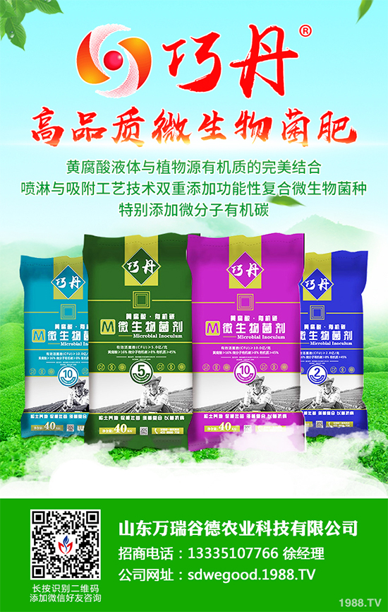 貢菊有哪些神奇功效？貢菊花的功效作用與禁忌