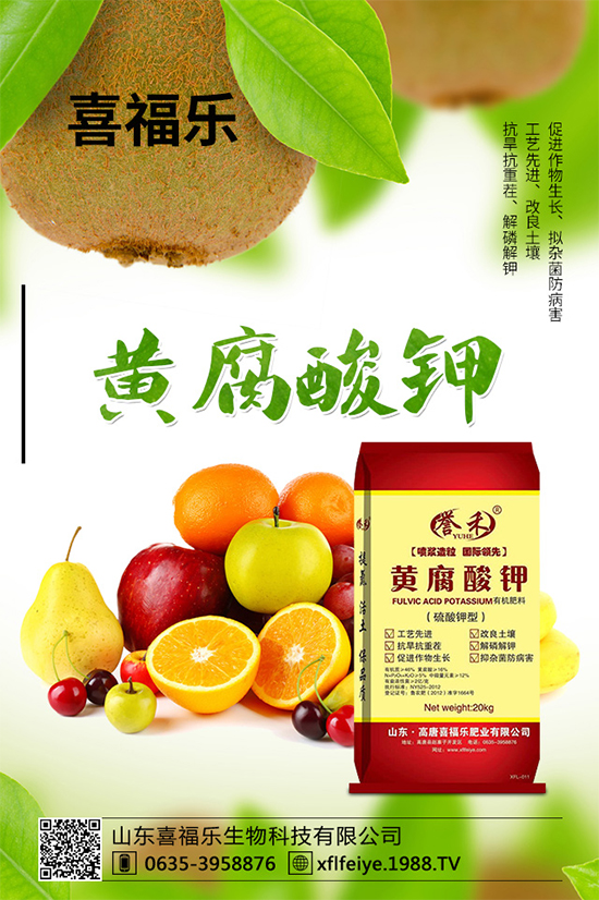 貢菊有哪些神奇功效？貢菊花的功效作用與禁忌