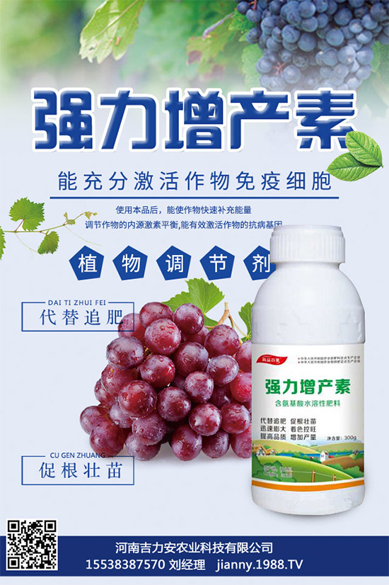 大棚蘑菇該如何種植？大棚蘑菇的種植管理技術(shù)