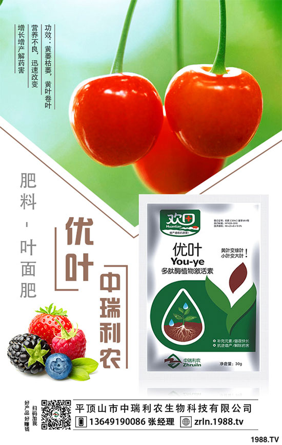 茶樹菇的栽培技術(shù)，茶樹菇的種植注意事項(xiàng)！