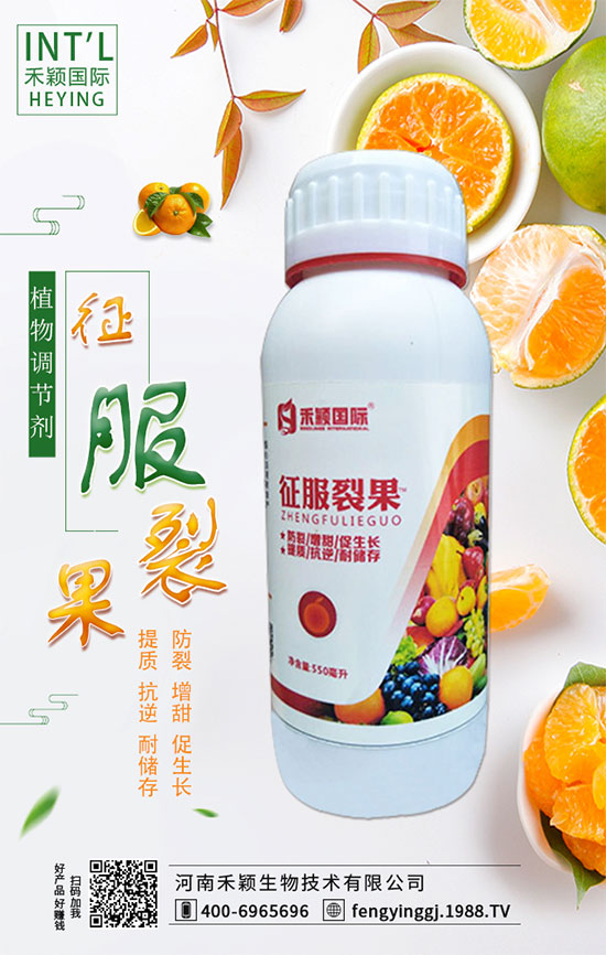 木耳菜什么時間種植？木耳菜種植方法！