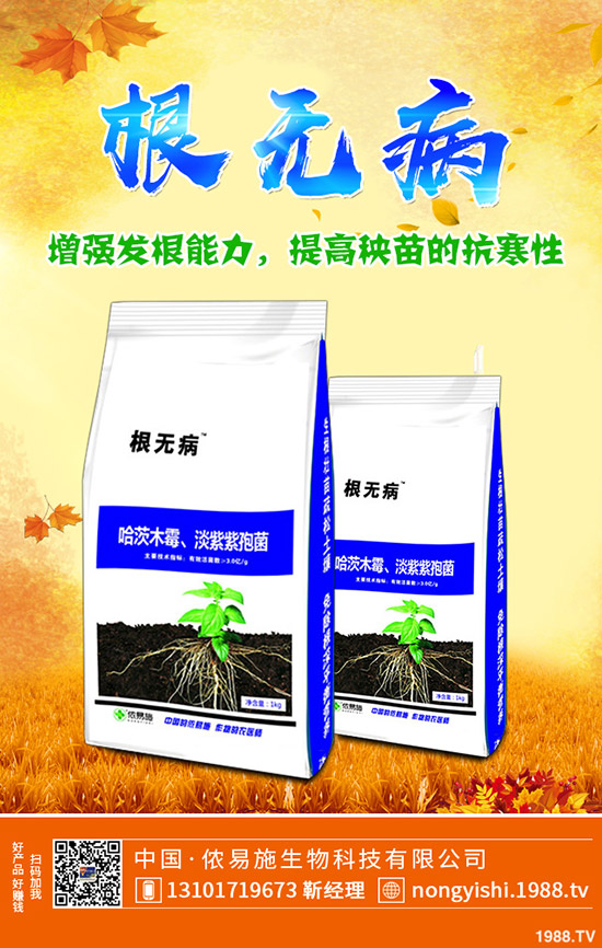 黑棗的種植要點(diǎn)有哪些？黑棗的田間管理