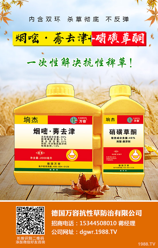 李子苗種植的季節(jié)，李子高產(chǎn)種植要點(diǎn)！