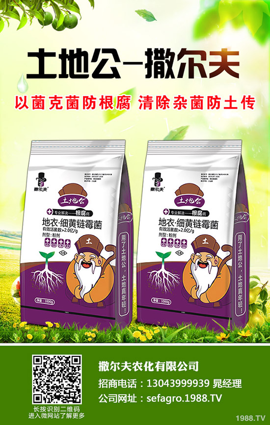 生菜怎么快速催芽？生菜催芽后管理方法！