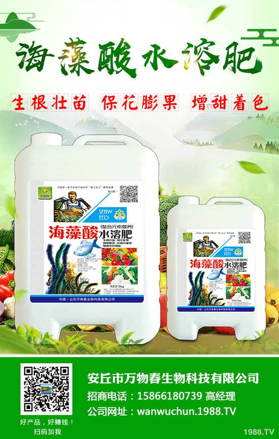 秋季如何種好大白菜？需要注意什么？