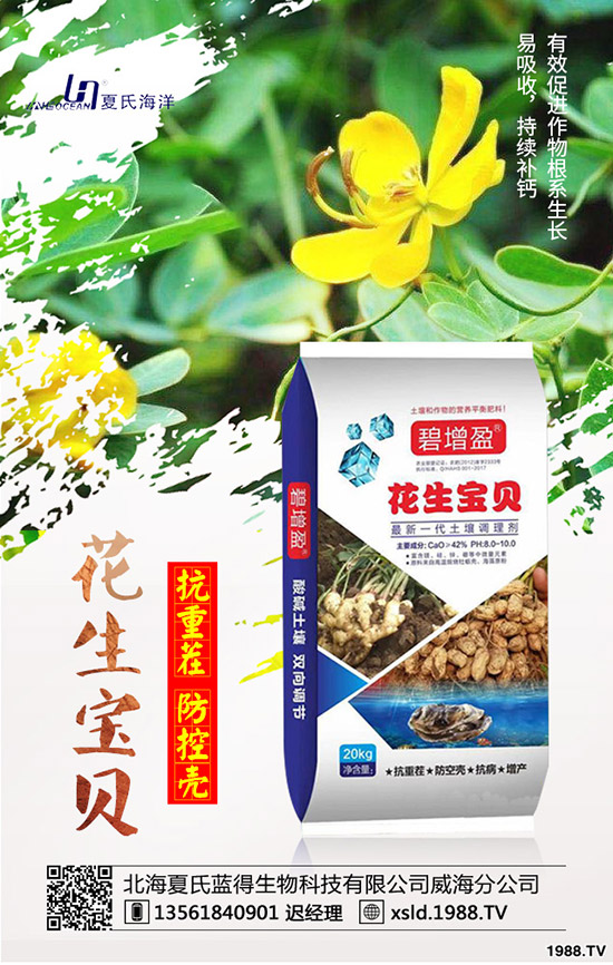 板藍(lán)根種前景如何？板藍(lán)根高產(chǎn)種植要點(diǎn)！