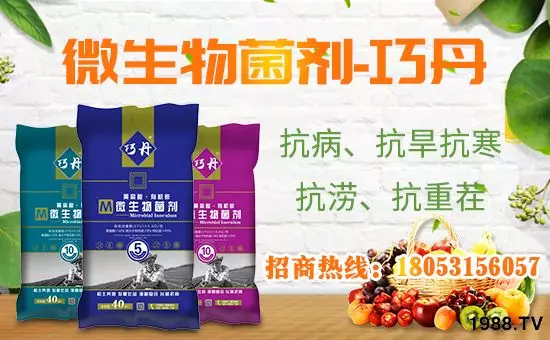 【微生物菌劑+有機(jī)肥】效果牛逼！施一遍頂三遍，省力又高產(chǎn)！