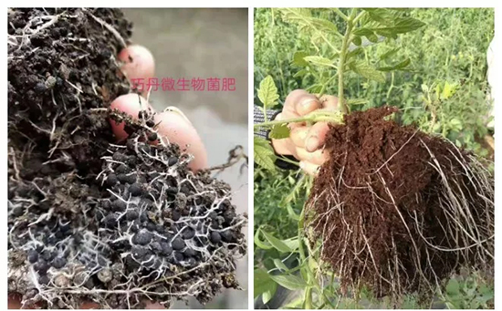 【微生物菌劑+有機(jī)肥】效果牛逼！施一遍頂三遍，省力又高產(chǎn)！