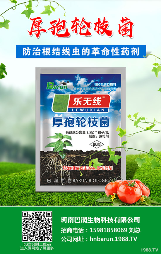 金枝玉葉怎么修剪，金枝玉葉修剪方法！