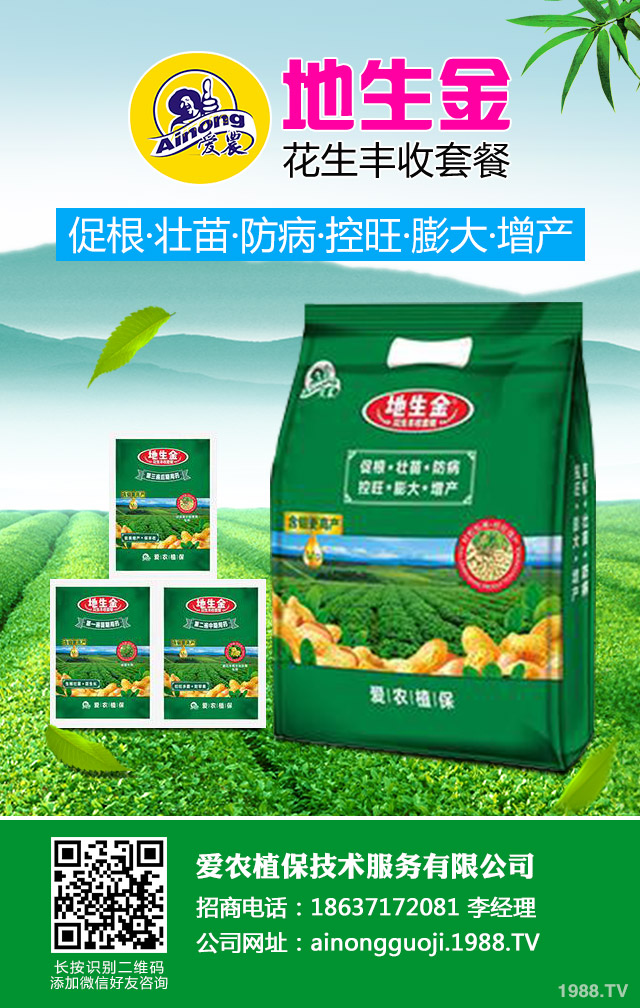 地膜棉花倒伏如何防治？地膜棉花倒伏應對措施