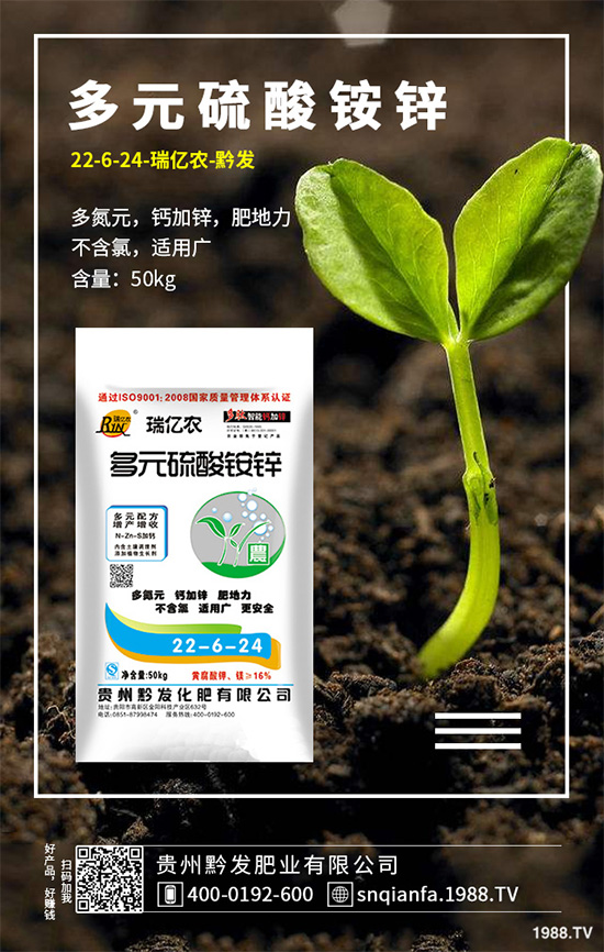 萵苣該如何育苗？萵苣苗期管理技術(shù)要點(diǎn)