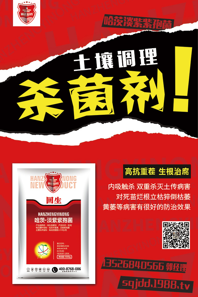 辣椒晚疫病危害大，辣椒晚疫病防治技巧