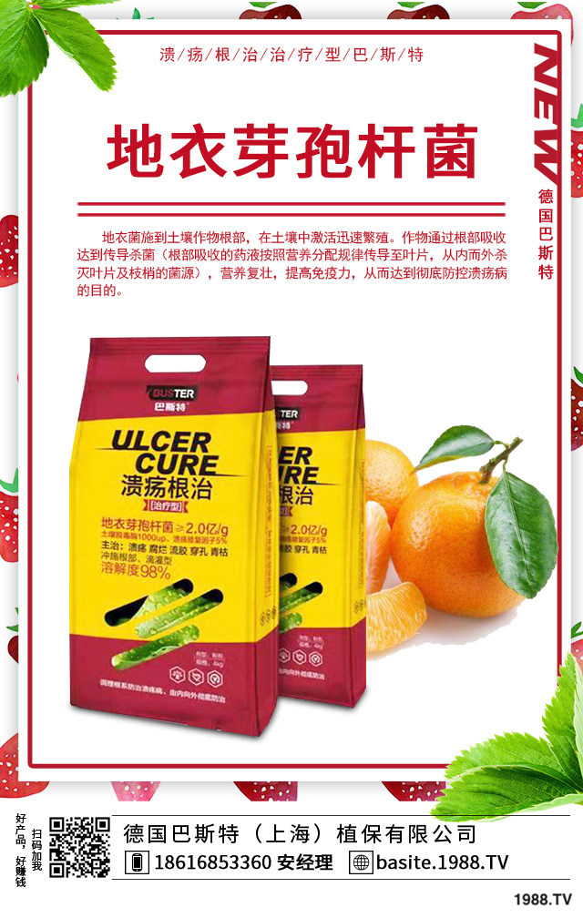 富貴竹葉尖枯怎么辦？富貴竹葉尖枯病因及防治