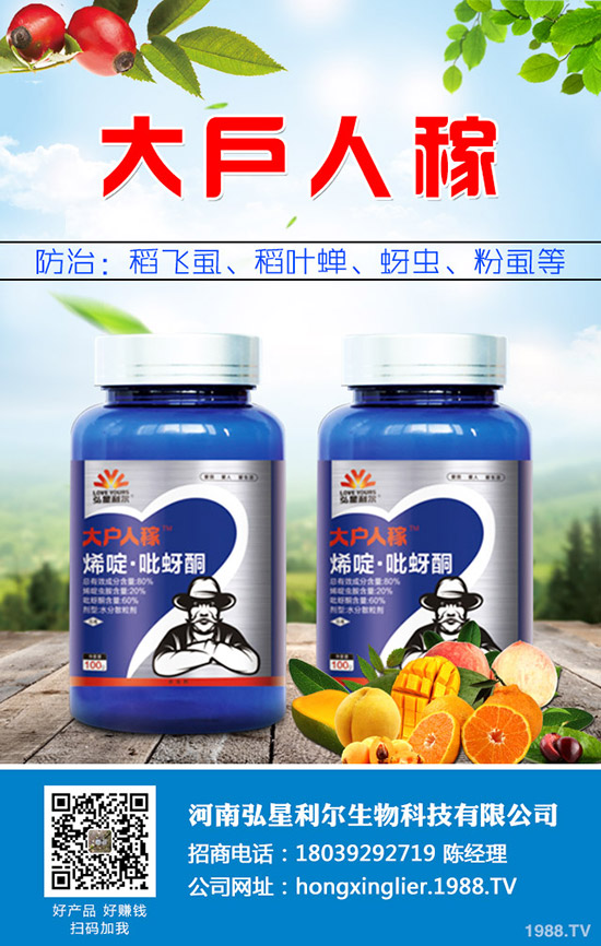 洋蔥種植后要怎么管理？洋蔥種植管理技術(shù)要點(diǎn)！