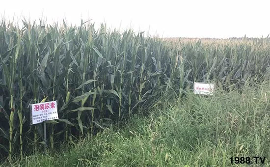 速看！小麥畝產(chǎn)1471斤，雙酶尿素全新升級，“高產(chǎn)王”當之無愧！