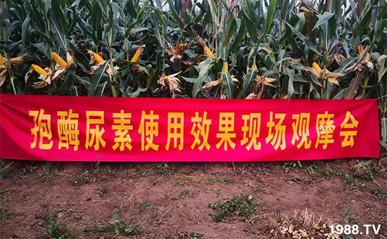 速看！小麥畝產(chǎn)1471斤，雙酶尿素全新升級，“高產(chǎn)王”當之無愧！