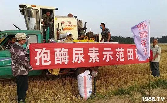 速看！小麥畝產(chǎn)1471斤，雙酶尿素全新升級，“高產(chǎn)王”當之無愧！