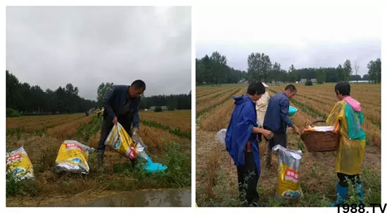 速看！小麥畝產(chǎn)1471斤，雙酶尿素全新升級，“高產(chǎn)王”當之無愧！