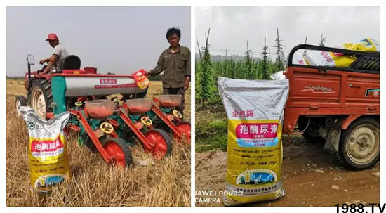 速看！小麥畝產(chǎn)1471斤，雙酶尿素全新升級，“高產(chǎn)王”當之無愧！
