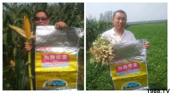 速看！小麥畝產(chǎn)1471斤，雙酶尿素全新升級，“高產(chǎn)王”當之無愧！