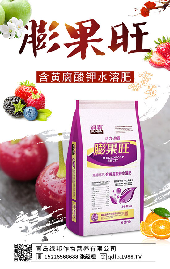 月季花黑斑病的癥狀，月季花遇上黑斑病怎么治？