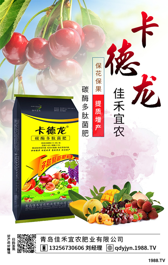 白菜不包心的原因？白菜結(jié)球包心期的管理要點(diǎn)