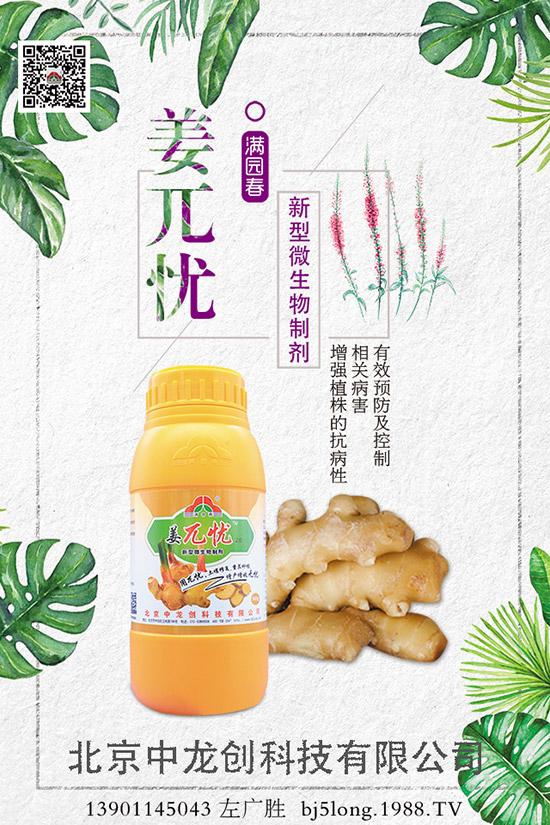 生姜施肥的方法有哪些，如何施肥才能高產(chǎn)？生姜施肥技巧！