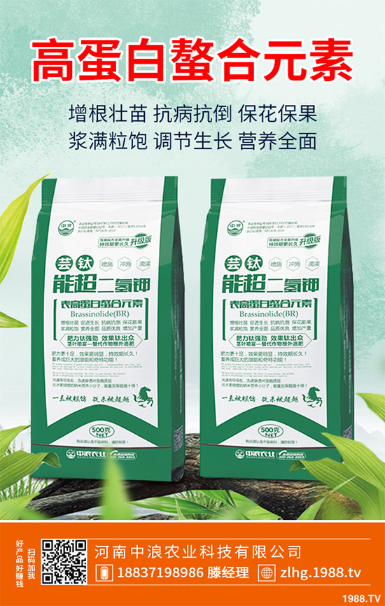 露地卷心菜什么時候種植？露地卷心菜種植技術(shù)大全