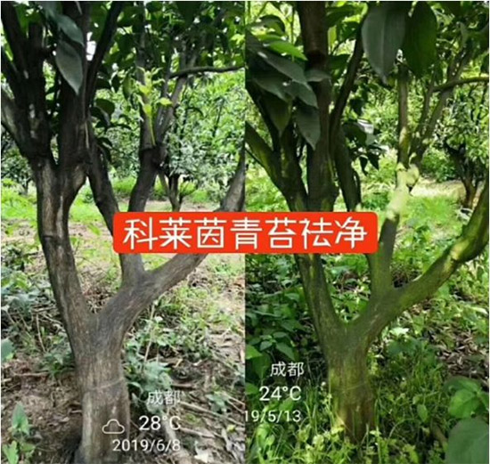 神奇除青苔劑！，不反彈！干凈，青苔無蹤！