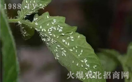     防治高抗性白粉虱——?dú)⑾x殺卵一招制敵
