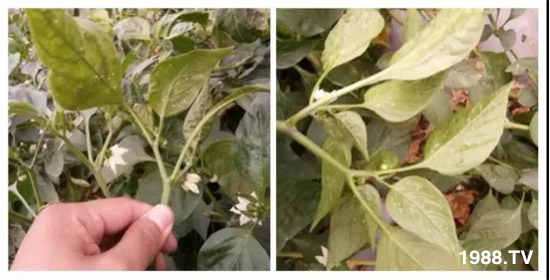     防治高抗性白粉虱——?dú)⑾x殺卵一招制敵