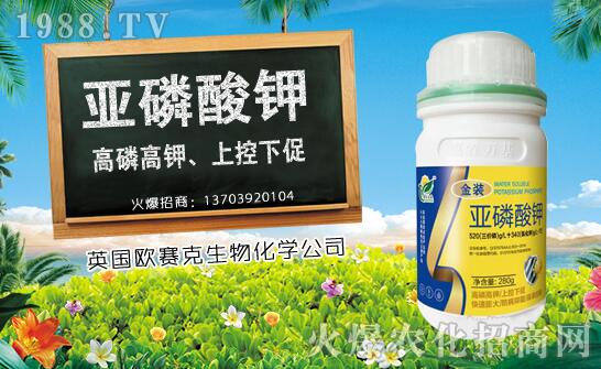 木瓜什么時(shí)候種植？木瓜種植時(shí)間及種植技術(shù)要點(diǎn)！