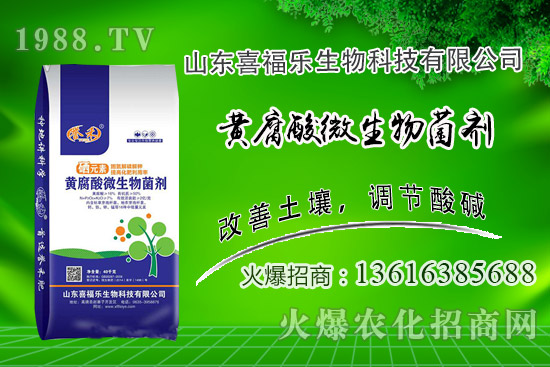 花生價格穩(wěn)中偏強！2020年10月14日花生價格行情分析