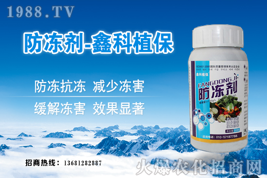 西葫蘆旺長什么原因？西葫蘆如何控旺？西葫蘆旺長補救措施！