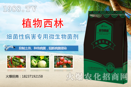 辣椒炭疽病癥狀是什么？辣椒炭疽病發(fā)生原因及防治